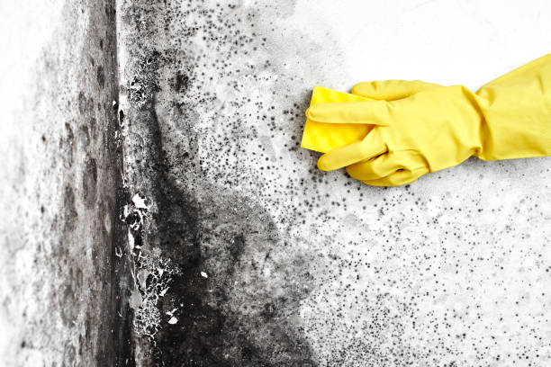 Best Mold Damage Repair  in Olivet, TN