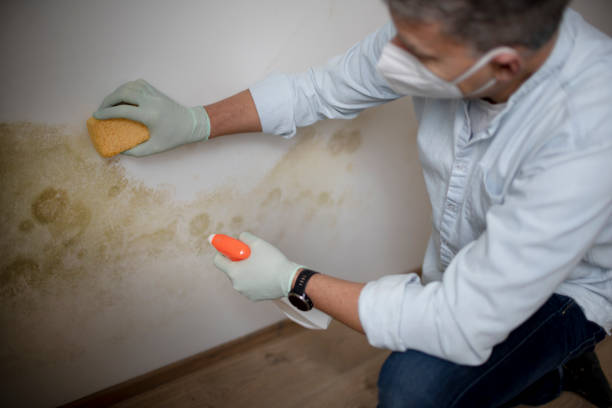 Best Toxic Mold Removal  in Olivet, TN