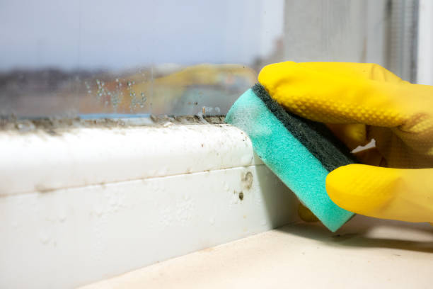 Best Mold Removal Specialists  in Olivet, TN