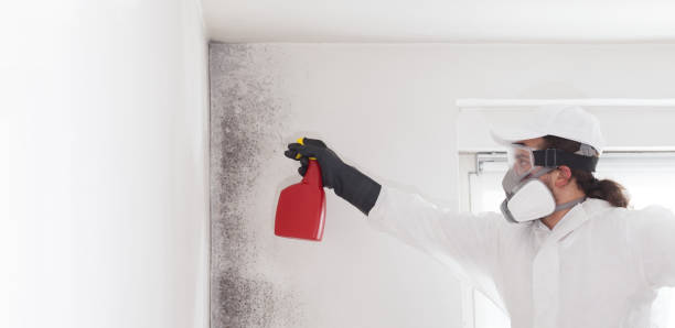 Mold Removal Process in Olivet, TN