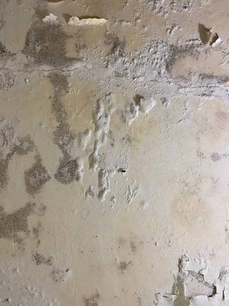 Best Professional Mold Removal  in Olivet, TN
