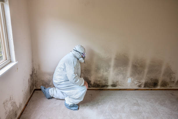 Best Same-Day Mold Removal  in Olivet, TN