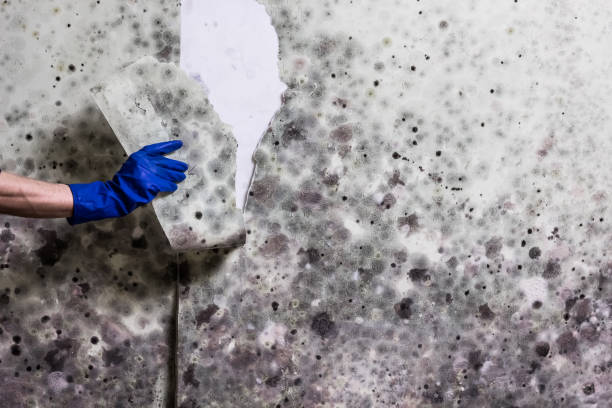 Best Commercial Mold Removal  in Olivet, TN
